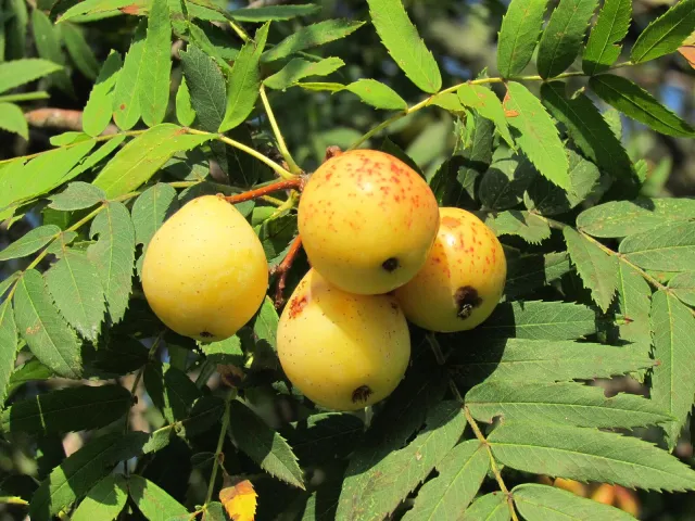Sorbe sul ramo: uno dei frutti dimenticati che si celebrano a Casola Valsenio (foto generica della specie)
