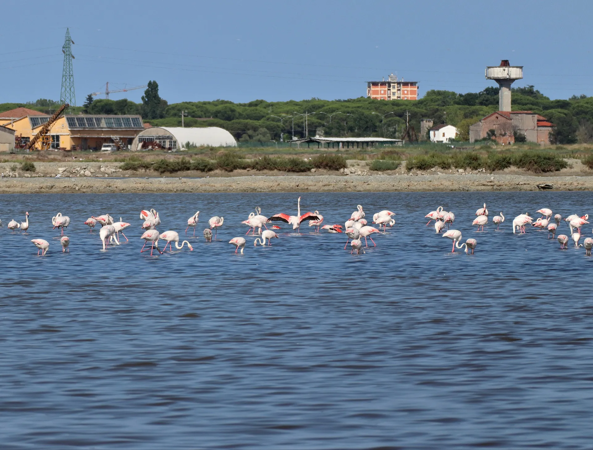 Fenicotteri alle saline di Cervia
