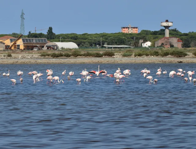 Fenicotteri alle saline di Cervia